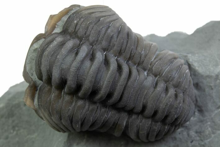Long Curled Flexicalymene Trilobite - Mt Orab, Ohio #375286